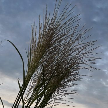 9月17日は「中秋の名月」です｜「平松花店」　（広島県広島市安佐南区の花キューピット加盟店 花屋）のブログ