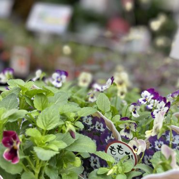 秋植え商品|「平松花店」　（広島県広島市安佐南区の花屋）のブログ