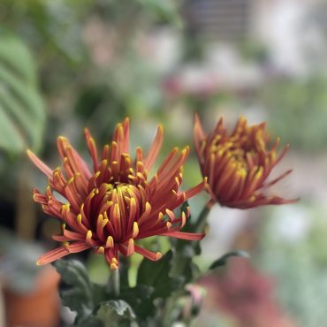 重陽の節句|「平松花店」　（広島県広島市安佐南区の花屋）のブログ